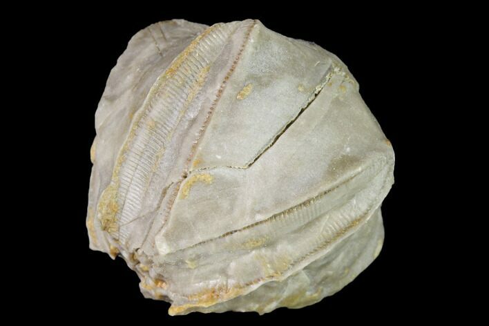 Blastoid (Pentremites) Fossil - Tennessee #142109